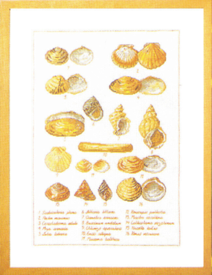 Kit per Ricamo Conchiglie 41 x 56 cm 5676