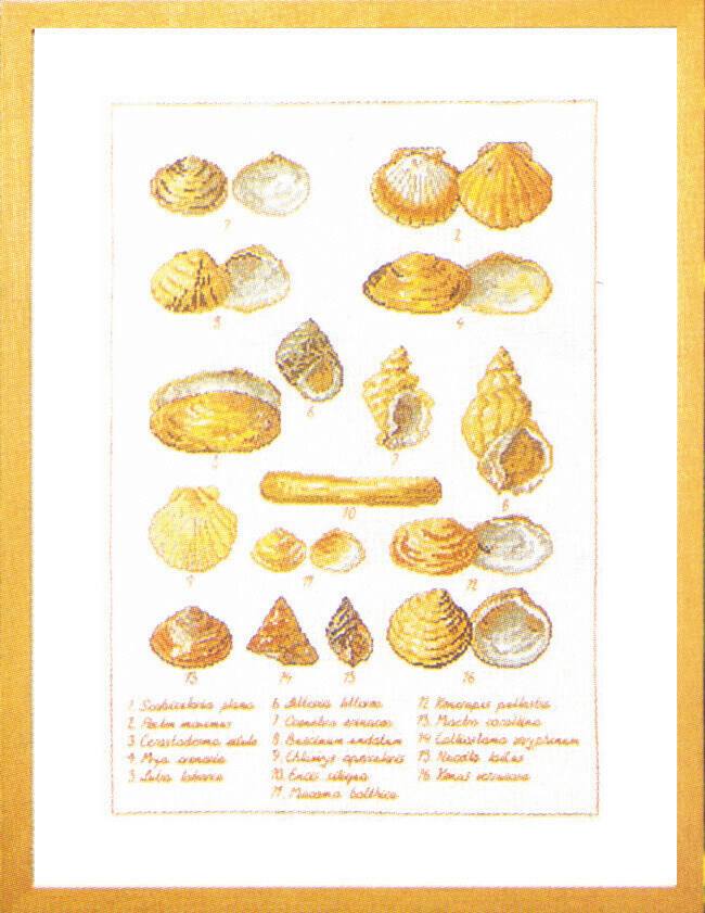 Kit per Ricamo Conchiglie 41 x 56 cm 5676